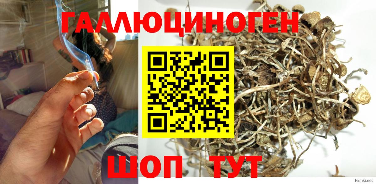 Псилоцибиновые грибы Psilocybe Саров